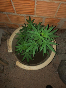 Foto de maconha plantada em vaso viraliza e dono da produção é preso Foto23615