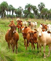 Manejo na pecuária promove a regeneração dos butiazais e a conservação do campo nativo Foto74389