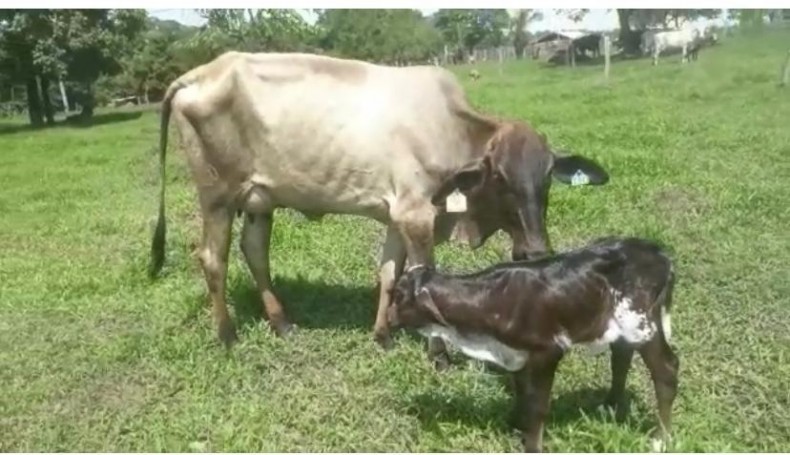 Nascem primeiras bezerras "in vitro" de Mato Grosso Foto12819