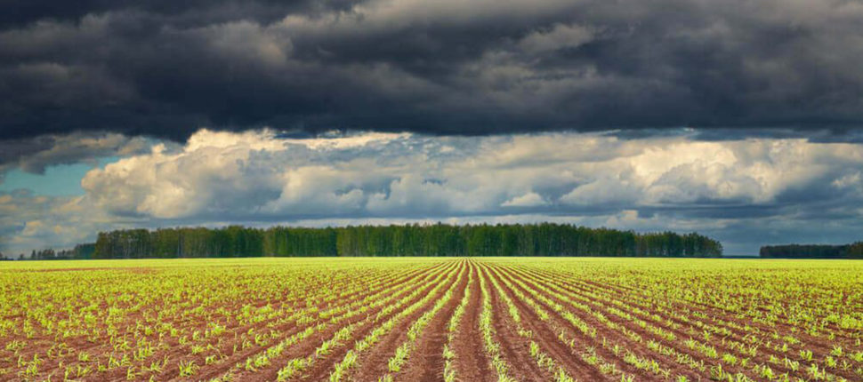 Clima impacta regiões de formas diferentes no campo Foto38939