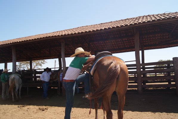 Treinamento ajuda a melhorar o trabalho com a tropa e a relação homem e animal Foto65541