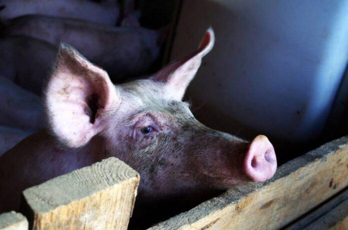 Mercado suíno se recupera e preço do quilo vivo sobe 8,2% em junho Foto71395