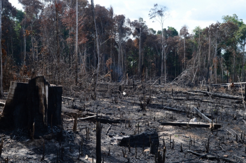 Desmatamento e queimadas na Amazônia bateram novo recorde em junho Foto59997