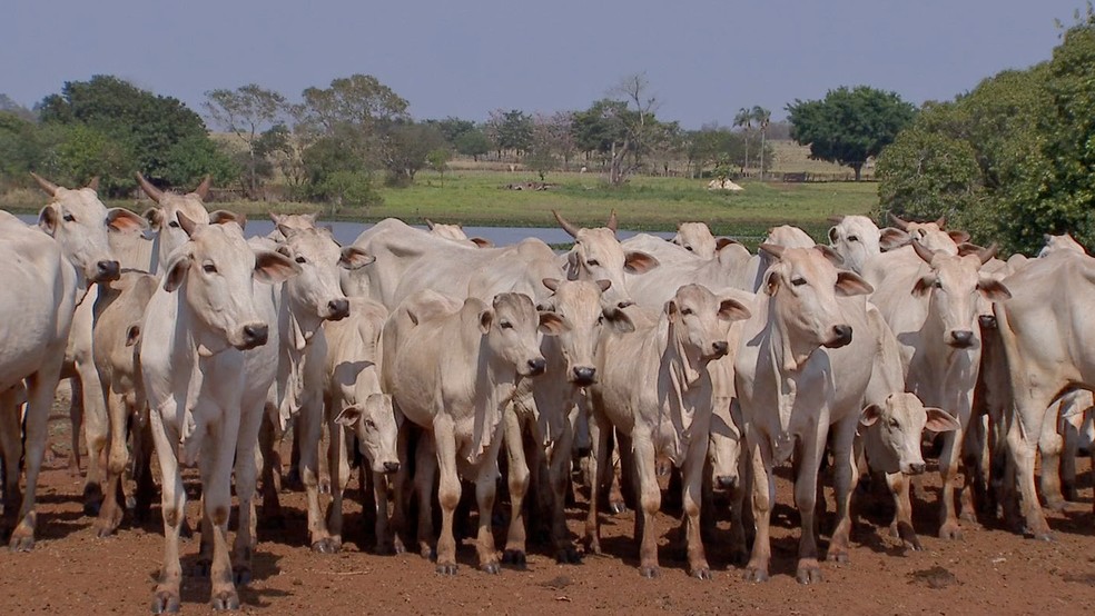 Custo para manter a pecuária de corte aumenta cerca de 150% em MT Foto10251