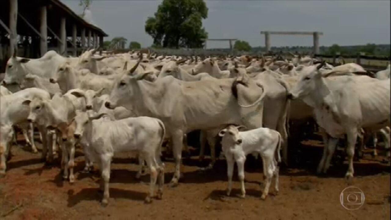 Produtores no Mato Grosso estão preocupados com a importação ilegal de bezerros Foto25467