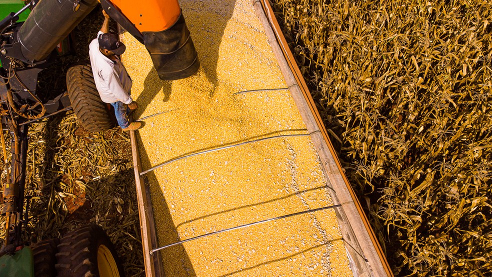 Conab estima queda de 11% na produtividade de milho em Mato Grosso Foto41875
