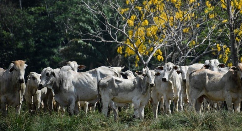Rússia suspende importação da carne bovina de Mato Grosso Foto4627