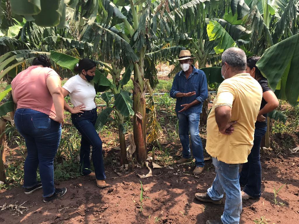 Produção de lavoura experimental de nova variedade de banana da terra desperta interesse Foto49830
