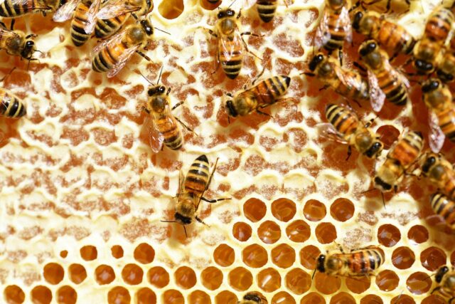 Culturas de inverno aumentam a produção de mel e preservam o solo Foto75799