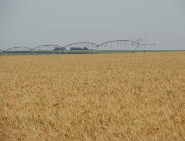 País deve importar 5 milhões de toneladas de trigo Foto79580