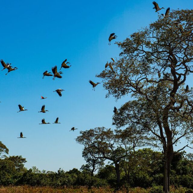 Seca histórica no Pantanal provoca maior vazante em 121 anos Foto69123