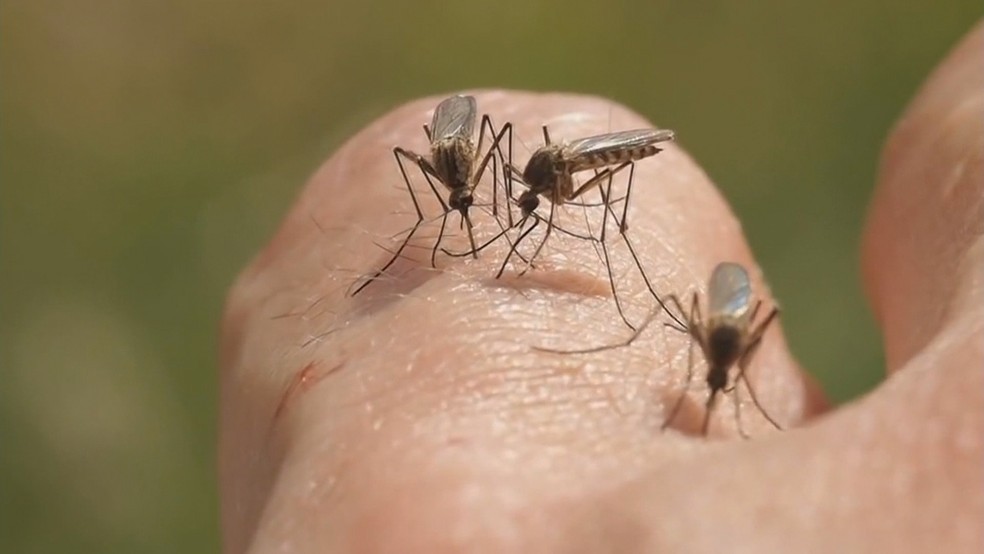 Casos de malária aumentam 129% em Mato Grosso neste ano Foto53510