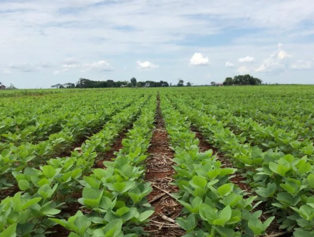 Produção brasileira de grãos pode chegar a 289,8 milhões de t, diz Conab Foto31480