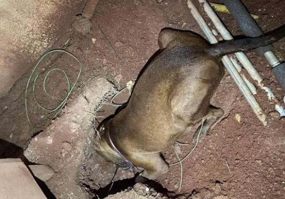 Pitbull morre eletrocutada ao tentar se esconder de fogos de artifício Foto12569