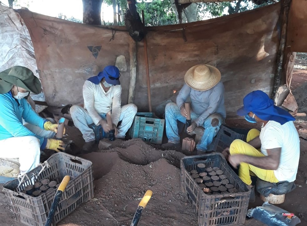 Café é produzido em Mato Grosso com mão de obra de detentos Foto14285
