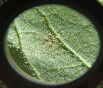 Foco de ferrugem asiática é detectado pelo em lavoura de Campo Verde Foto63642