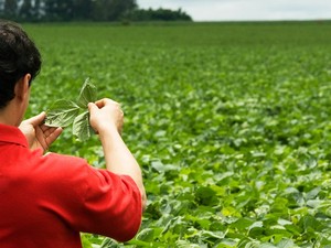 Programa abre 12 vagas de estágio para alunos de agronomia Foto76029