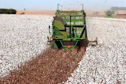 Exportações de algodão aumentam 7,7% e anima produtores Foto30366