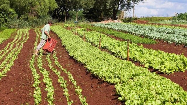 Governo reabre operações de custeio do Pronaf Foto43622