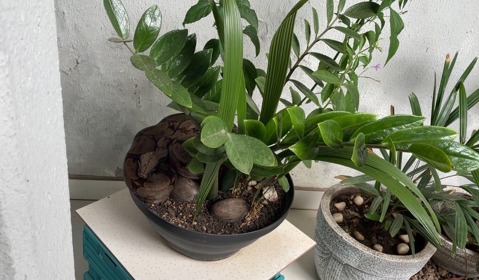 Casal encontra cobra de 1,5 m camuflada em vaso de planta Foto98642