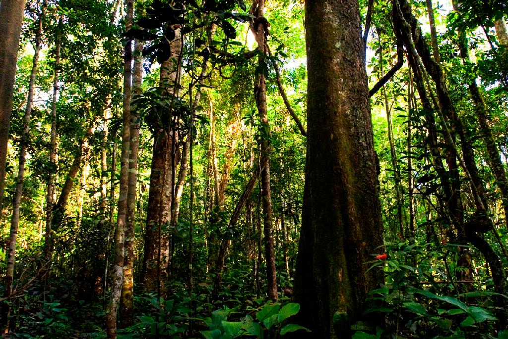 Sedec passa a emitir certificado da taxa de reposição florestal Foto65170
