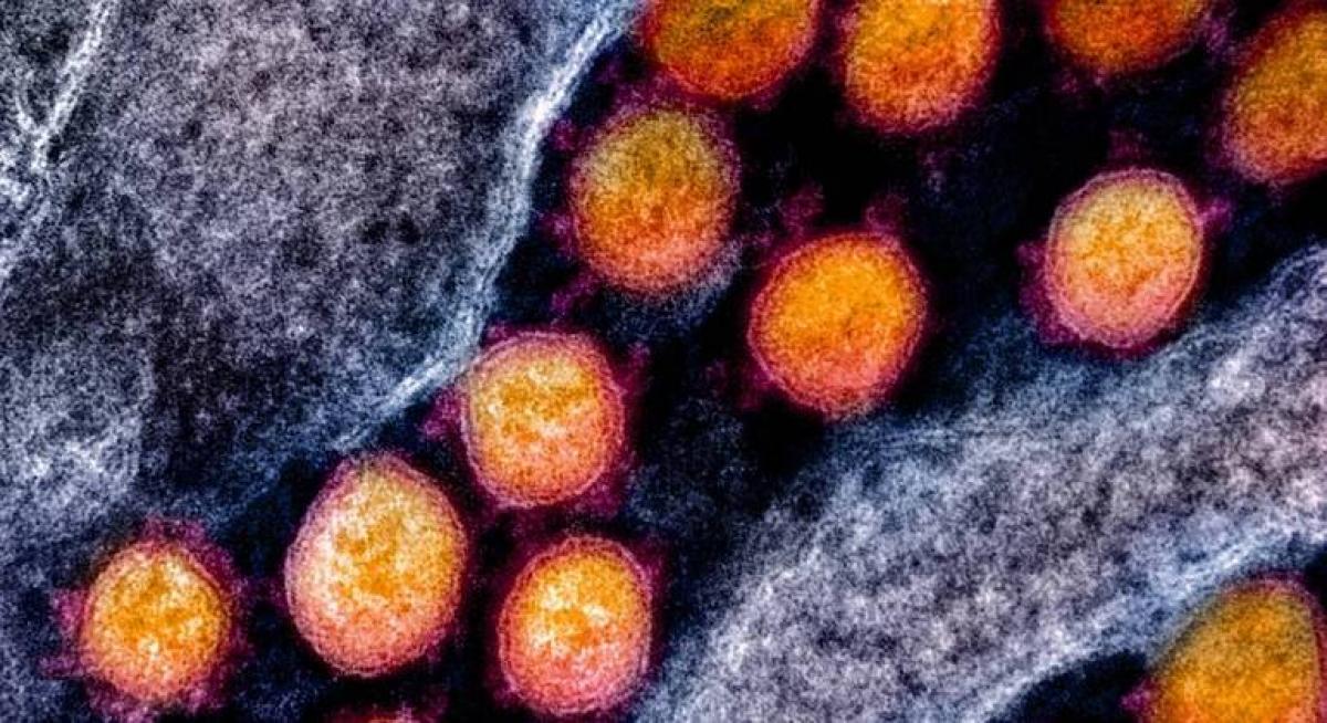 "Irmã" da Ômicron representa mais ameaça ao Brasil do que Deltacron, afirma virologista Foto72188