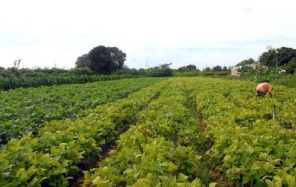 Governo pressiona Congresso e segura socorro emergencial a agricultores Foto764