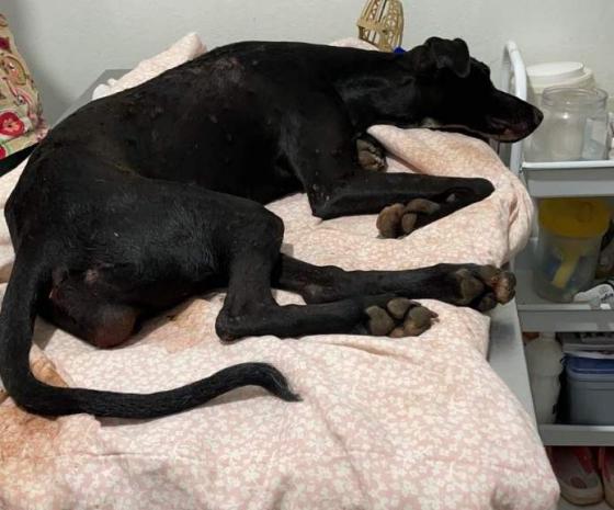 Cadela que foi resgatada com sinais de estupro morre em abrigo Foto3910