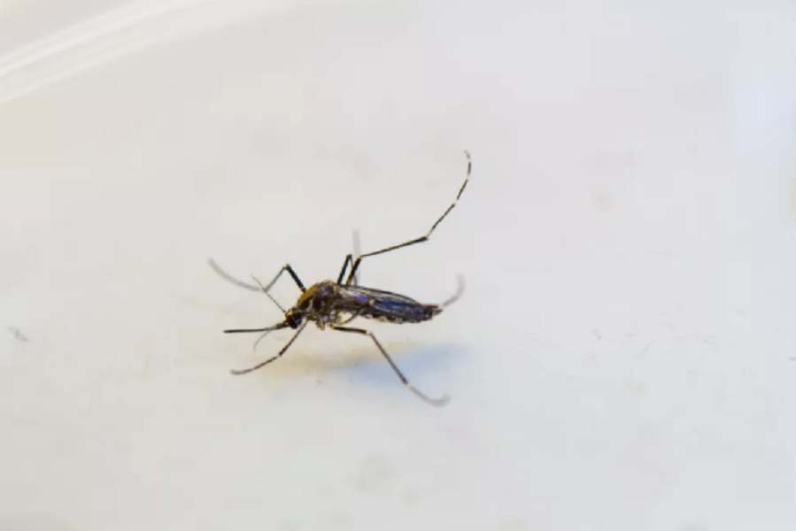 Mato Grosso é o 7º estado com maior número de casos de dengue Foto70037