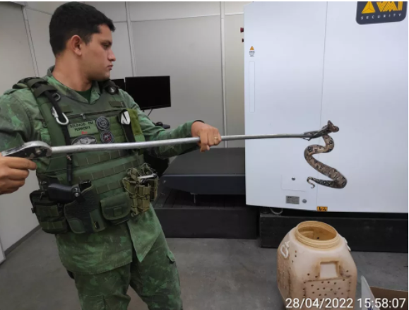 Funcionária dos Correios encontra cobra em encomenda Foto13879