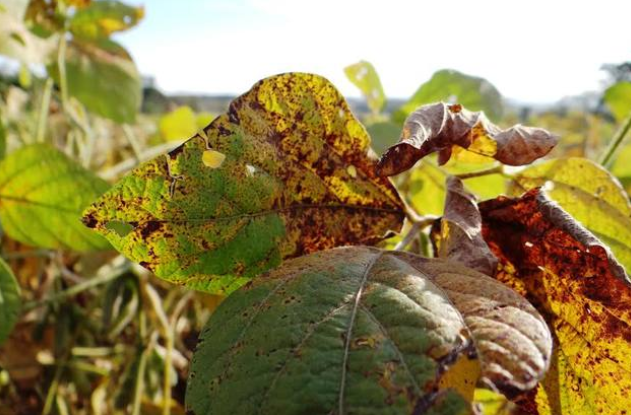 Produtor de soja já deve estar atento ao manejo de plantas guaxas Foto6578
