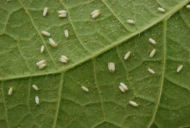 Fungo do bem é eficiente contra mofo-branco e mosca-branca, mostra estudo da Embrapa Foto63575