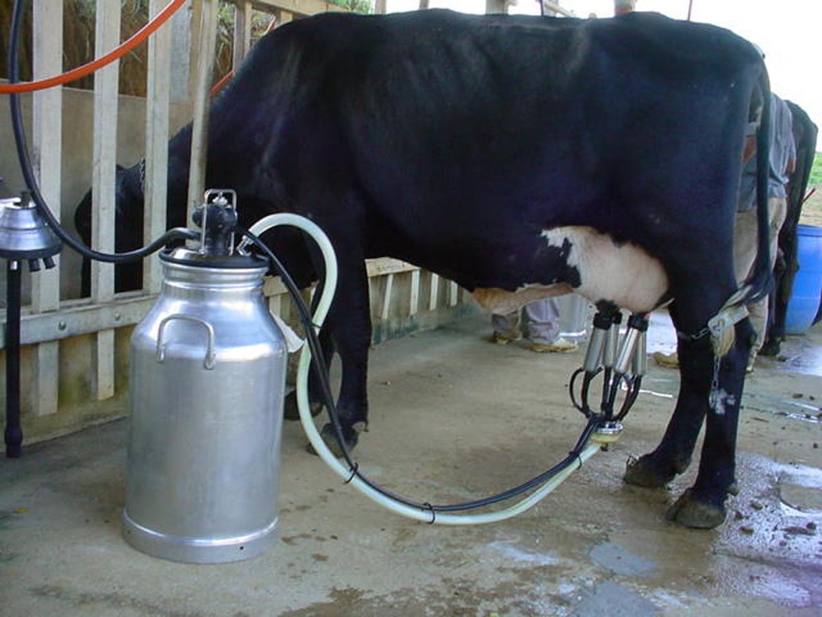 Senar lança programa para capacitar cadeia produtiva do leite Foto51504