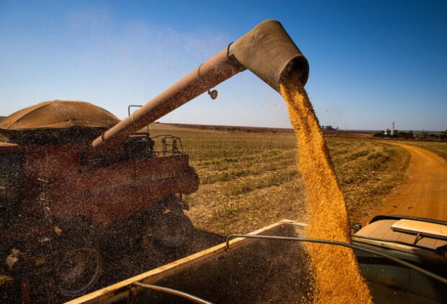 Em uma década, produção de milho mais do que dobrou em Mato Grosso Foto11910