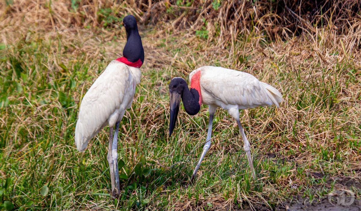 MP entra com ação para derrubar lei que "flexibiliza" o uso do Pantanal Foto61902