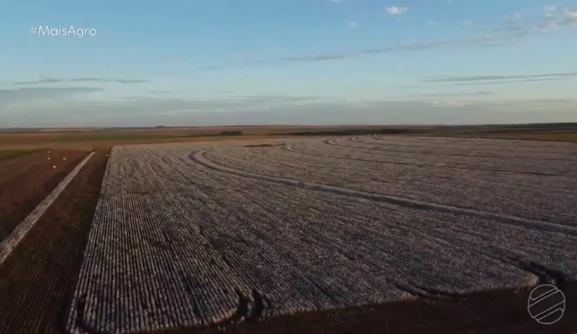 MT já colheu quase 90% da área plantada de algodão Foto9499