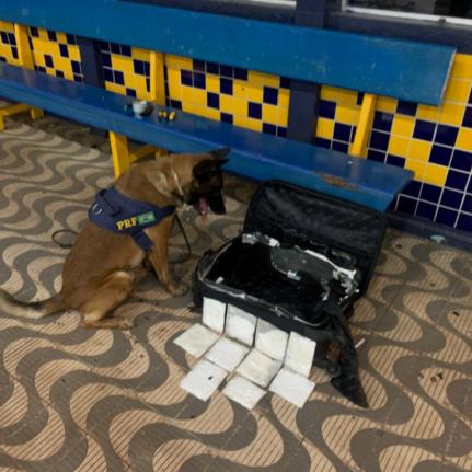 Cão farejador da PRF encontra cocaína escondida em mala de estrangeira Foto67155