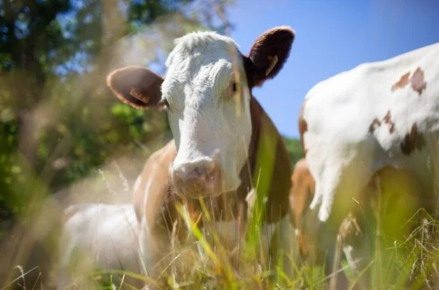Brasil tem mais boi e vaca do que gente Foto75454