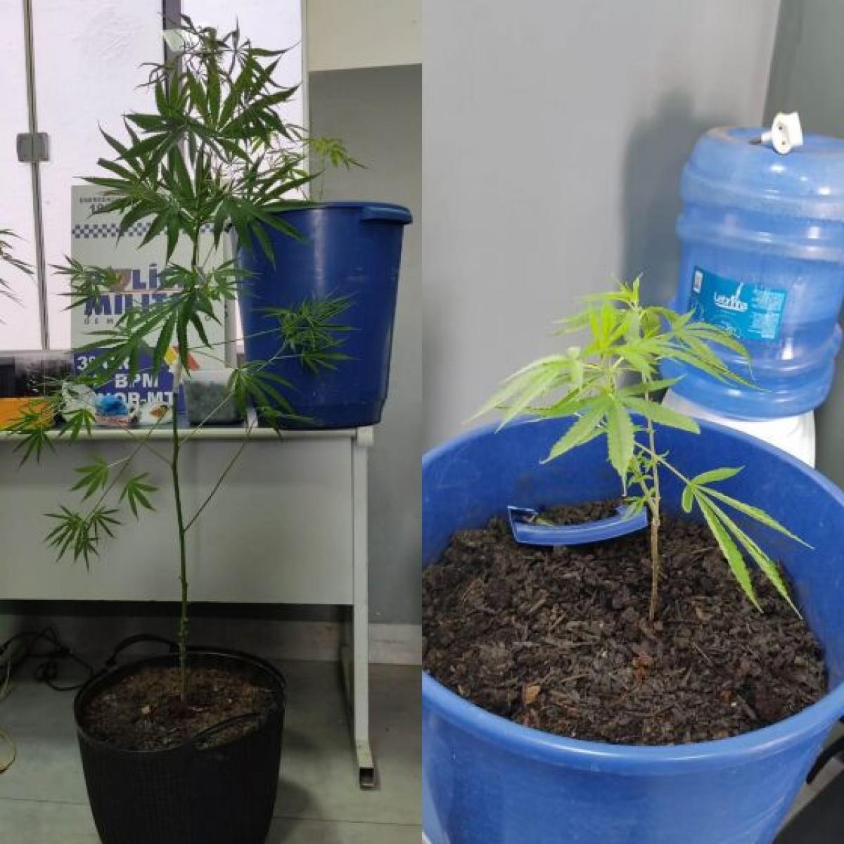 Bebê é encontrado "risonho e zonzo" no mesmo ambiente que pais fumavam maconha Foto91083