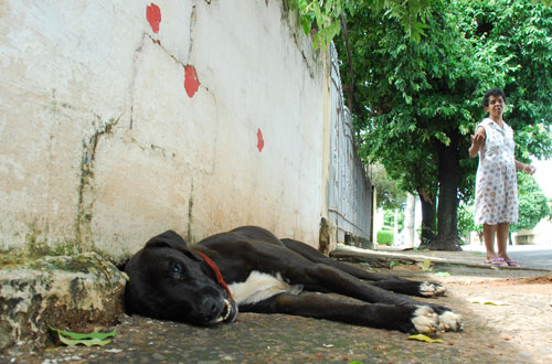 Usuário invade residência á procura de drogas e durante fuga mata cachorro da vitima Foto45887