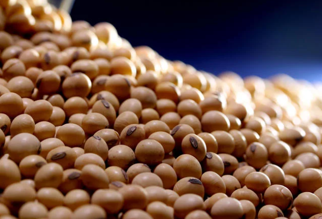 Sem interesse das empresas, mercado de soja trava no Brasil Foto96812