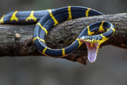 Mato Grosso registra mais de 1,7 mil ataques de cobras e escorpião em 2 anos Foto72967