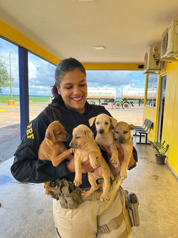 PRF de Sorriso resgata cachorrinhos que estavam abandonados na BR-163 Foto56574