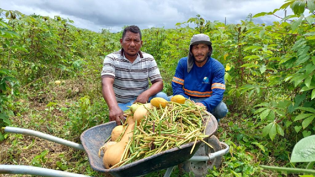 Com apoio da Empaer, agricultores comercializam alimentos para merenda escolar em Nova Ubiratã Foto85862