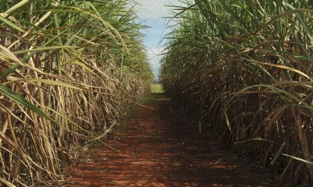 BP Bunge decide eliminar uso de fertilizantes minerais Foto1838
