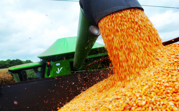 Colheita do milho chega a 9,38% no Norte de Mato Grosso; produtividade cai para 109,70 sc/ha Foto41752