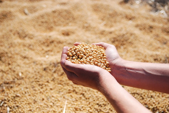 Comercialização da soja alcança 52,26% em Mato Grosso Foto9195