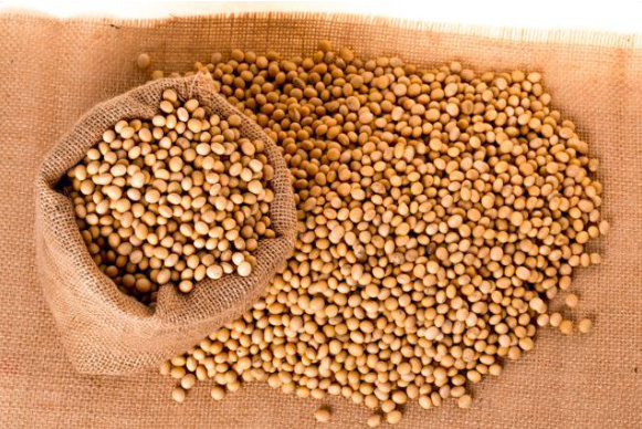 Qual região produtora de soja terá mais produtividade em 22/23? Foto94156