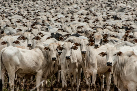 Indea-MT prorroga campanha de atualização de estoque de rebanhos Foto15563