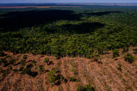 Alertas de desmatamento na Amazônia e no Cerrado apresentam queda em MT Foto20700